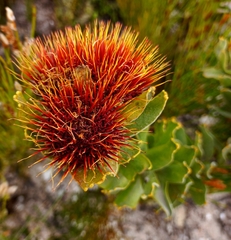 Leucospermum oleifolium