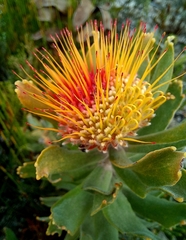 Leucospermum oleifolium
