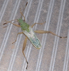 Leptoceraea viridis
