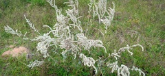 Tracheophyta