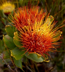 Leucospermum oleifolium