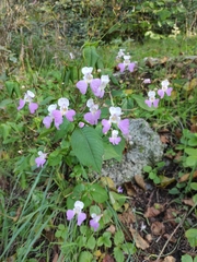 Impatiens balfourii