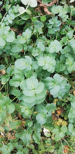 Cardamine yezoensis iNat (2)