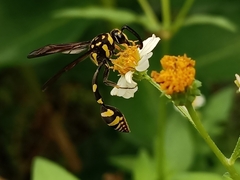Phimenes flavopictus