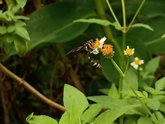 Phimenes flavopictus