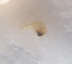 Maccevethus caucasicus