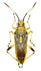 Maccevethus caucasicus