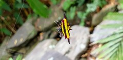 Gasteracantha fornicata
