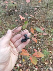 Aronia mitschurinii