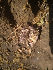 Aonyx capensis capensis