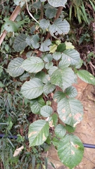 Rubus wallichianus