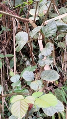 Rubus wallichianus