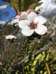 Adenandra