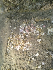 Aonyx capensis capensis