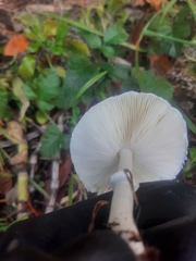Lepiota rubrotinctoides