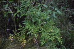 Prionosciadium thapsoides