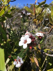 Adenandra