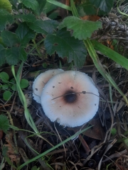 Lepiota rubrotinctoides