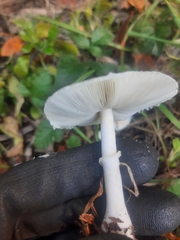 Lepiota rubrotinctoides