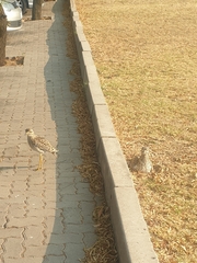 Burhinus capensis capensis