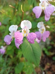 Impatiens balfourii