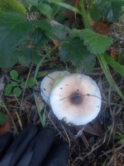 Lepiota rubrotinctoides