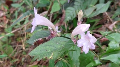 Strobilanthes pentastemonoides