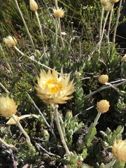 Syncarpha speciosissima