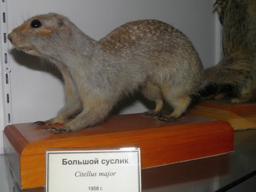 Russet Ground Squirrel