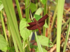 Neurothemis ramburii