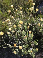 Syncarpha speciosissima