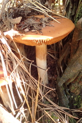 Inocybe
