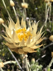 Syncarpha speciosissima