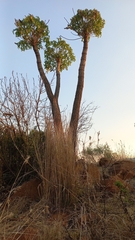 Cussonia paniculata