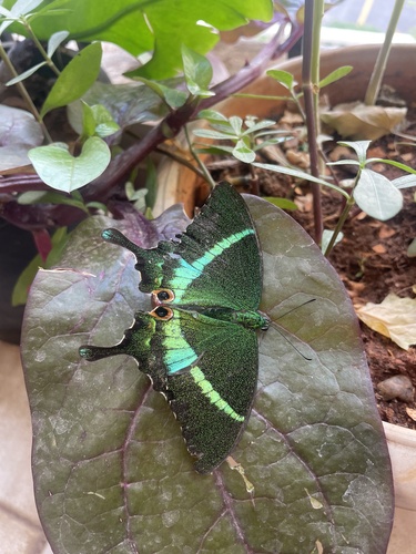 Photo of Common Banded Peacock Swallowtail (Papilio crino)