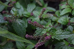 Verbena recta