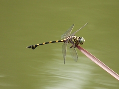 Ictinogomphus decoratus