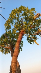 Cussonia paniculata