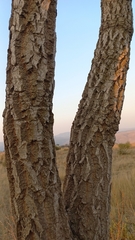 Cussonia paniculata