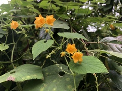 Thladiantha nudiflora
