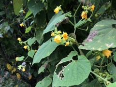 Thladiantha nudiflora