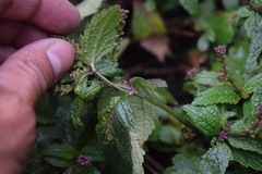 Verbena recta