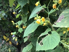 Thladiantha nudiflora