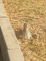 Burhinus capensis capensis