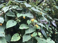 Thladiantha nudiflora
