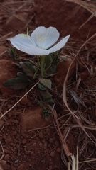 Oenothera tetraptera