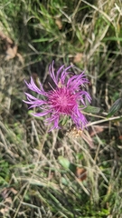 Centaurea nervosa