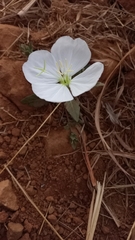 Oenothera tetraptera