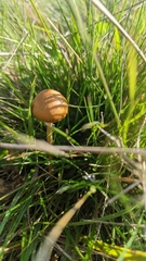 Hypholoma ericaeum