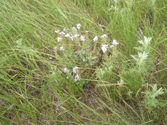 Veronica prostrata